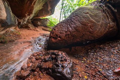 naka cave thailand|Uncovering the Secrets of Naka Cave: A Must